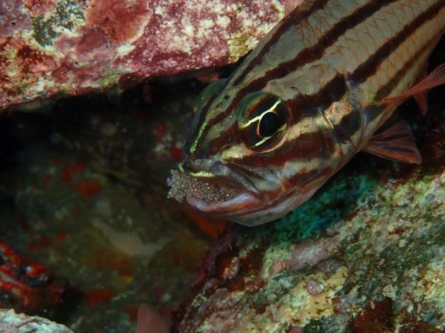 20250315_01_fourstripe_cardinalfish.jpg