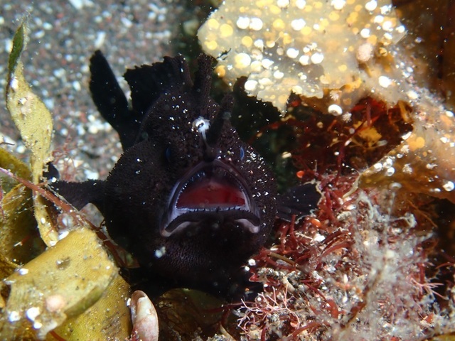 20250322_frogfish.jpg